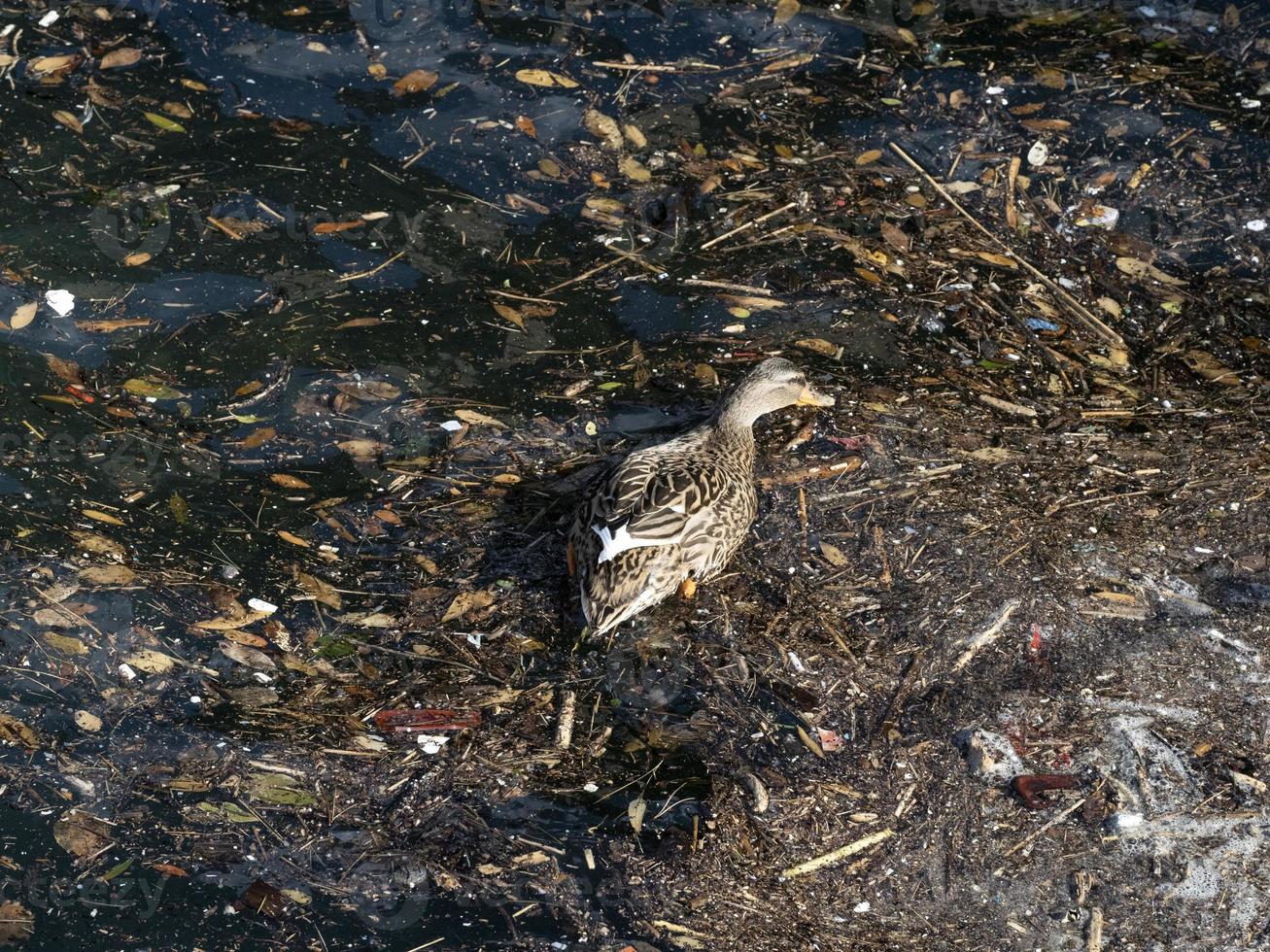 wild duck swimming in plastic rubbish garbage sea photo