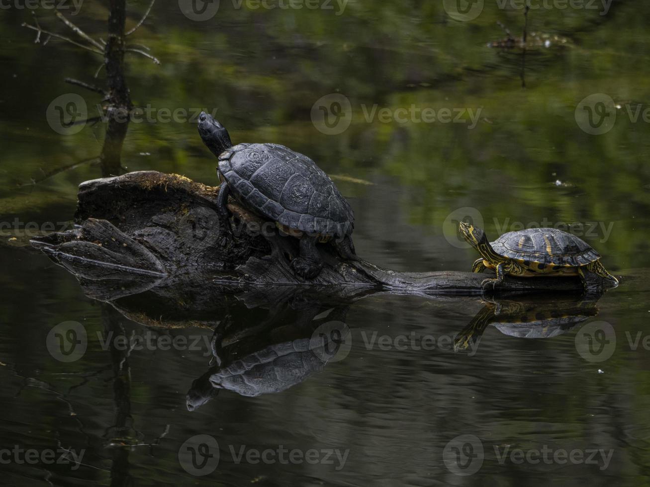 pseudodemias scripta tortugas en lago madera foto