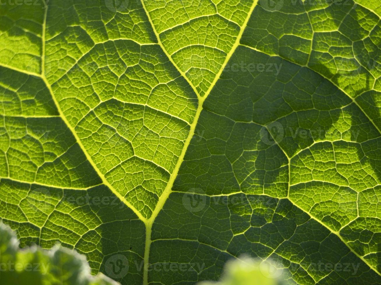 ficus leaf close up macro photo
