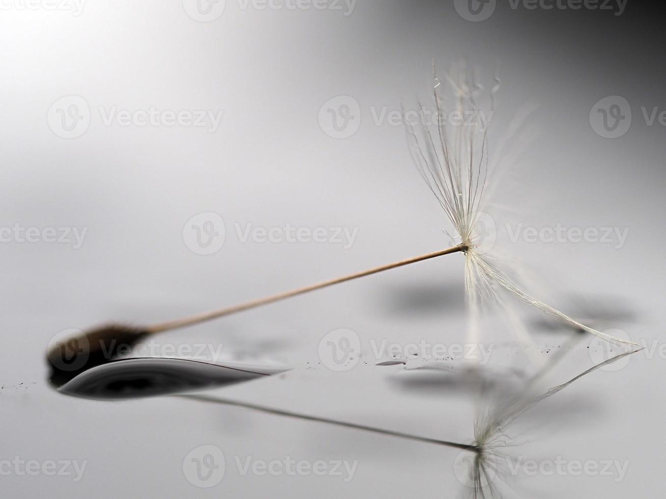 dandelion shower head seeds macro photo