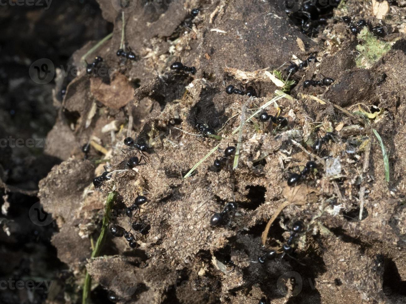 ants inside anthill in the wood photo