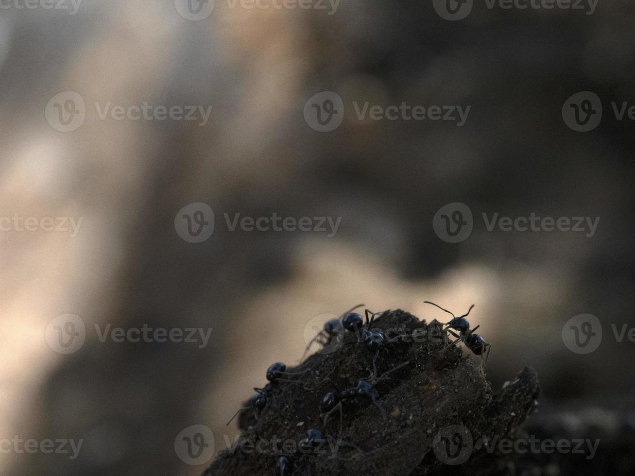 ants inside anthill in the wood photo