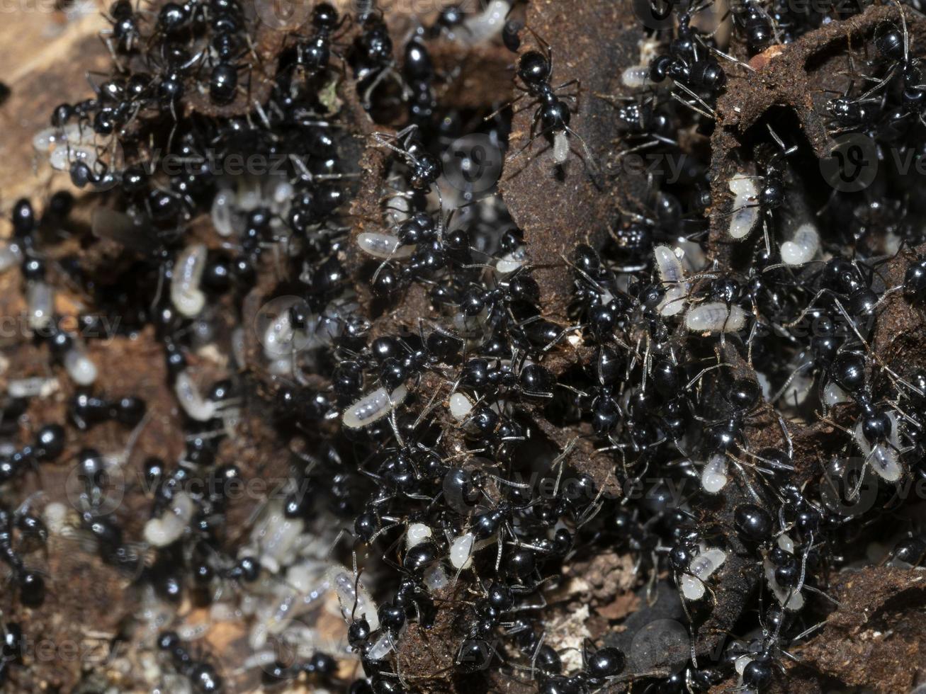 ants inside anthill in the wood photo