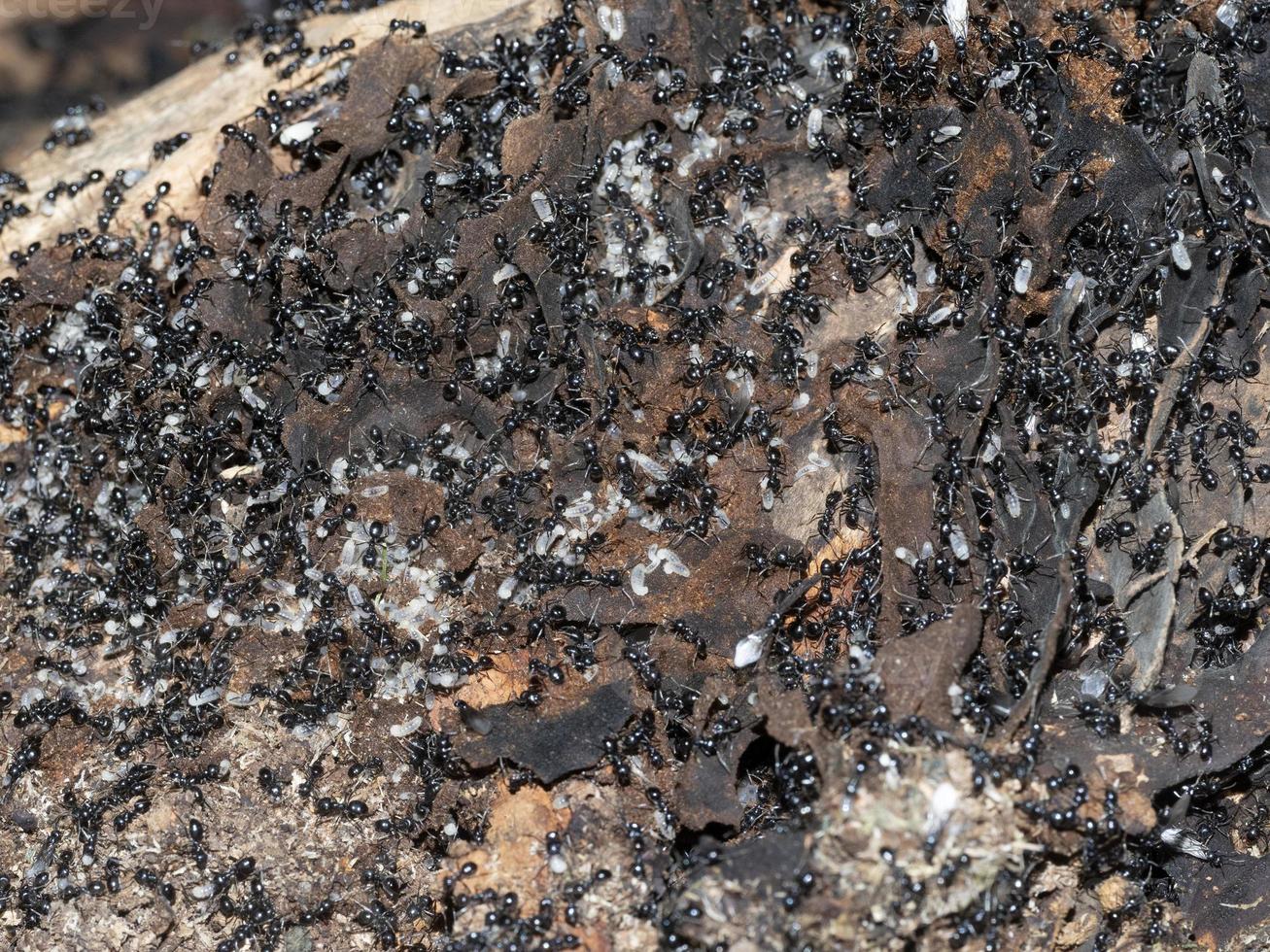 ants inside anthill in the wood photo