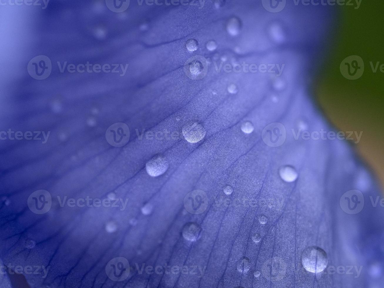 iris flower after the rain close up macro photo