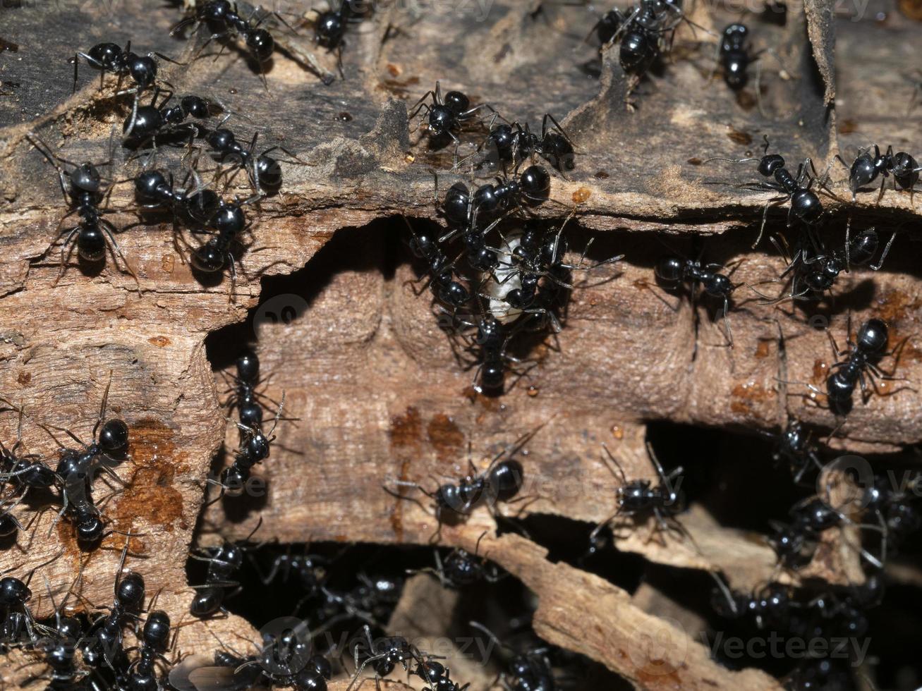 ants inside anthill in the wood photo