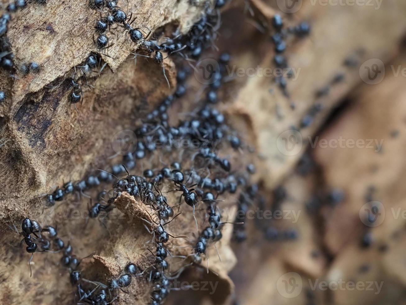 ants inside anthill in the wood photo