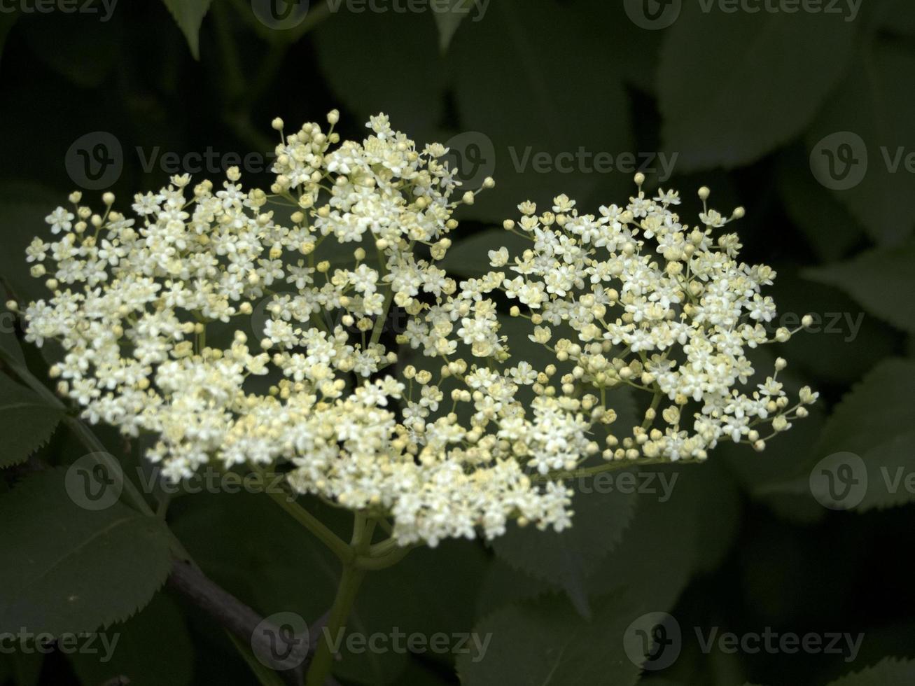 elder tree flowers photo