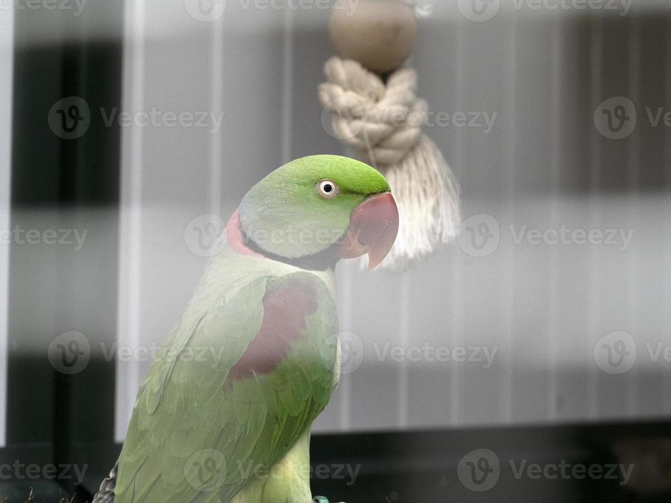 pájaro loro verde africano foto