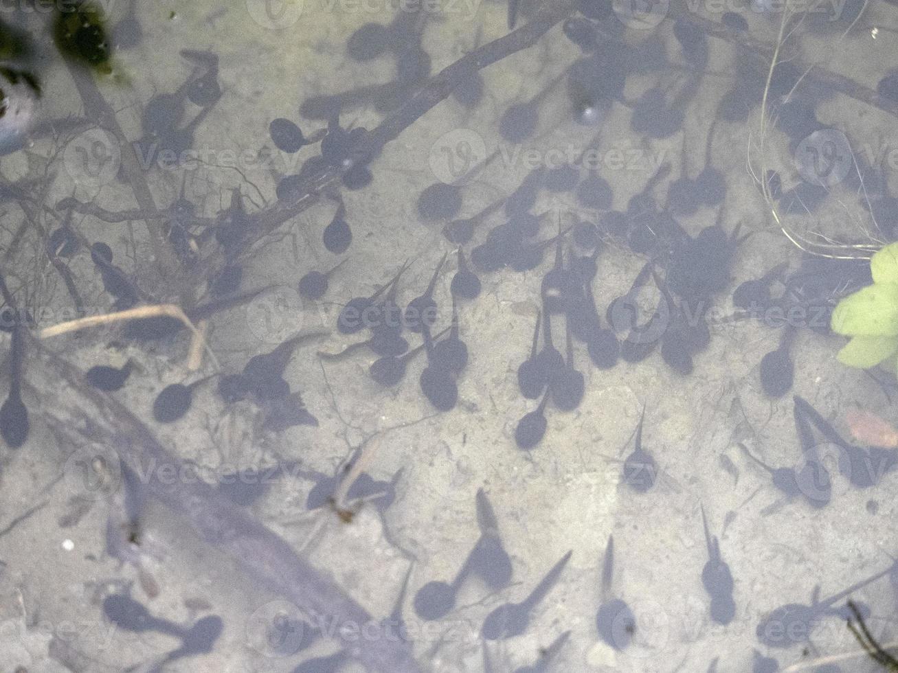 frog tadpole in a swamp photo