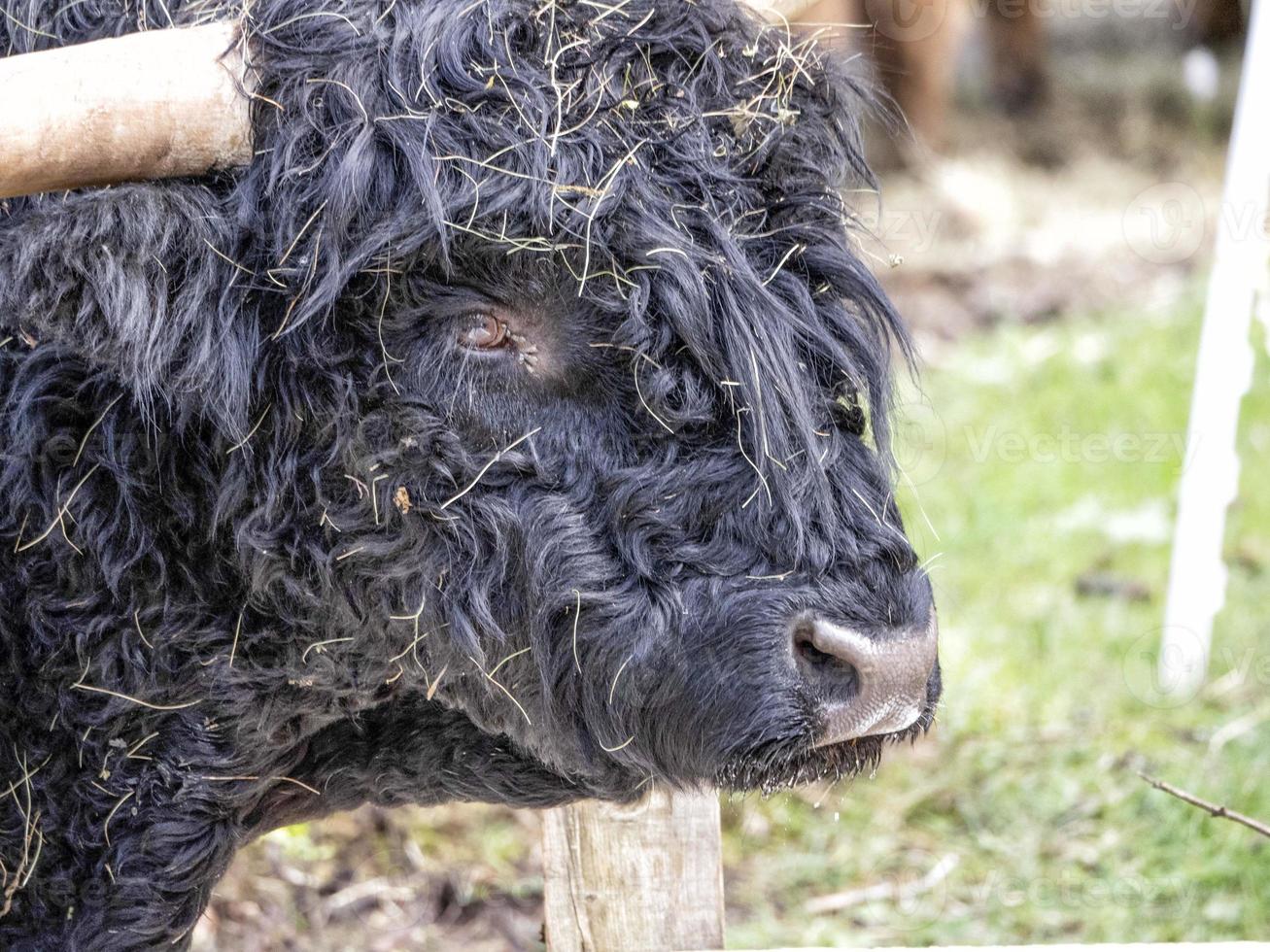 Highlander scotland hairy cow yak detail photo