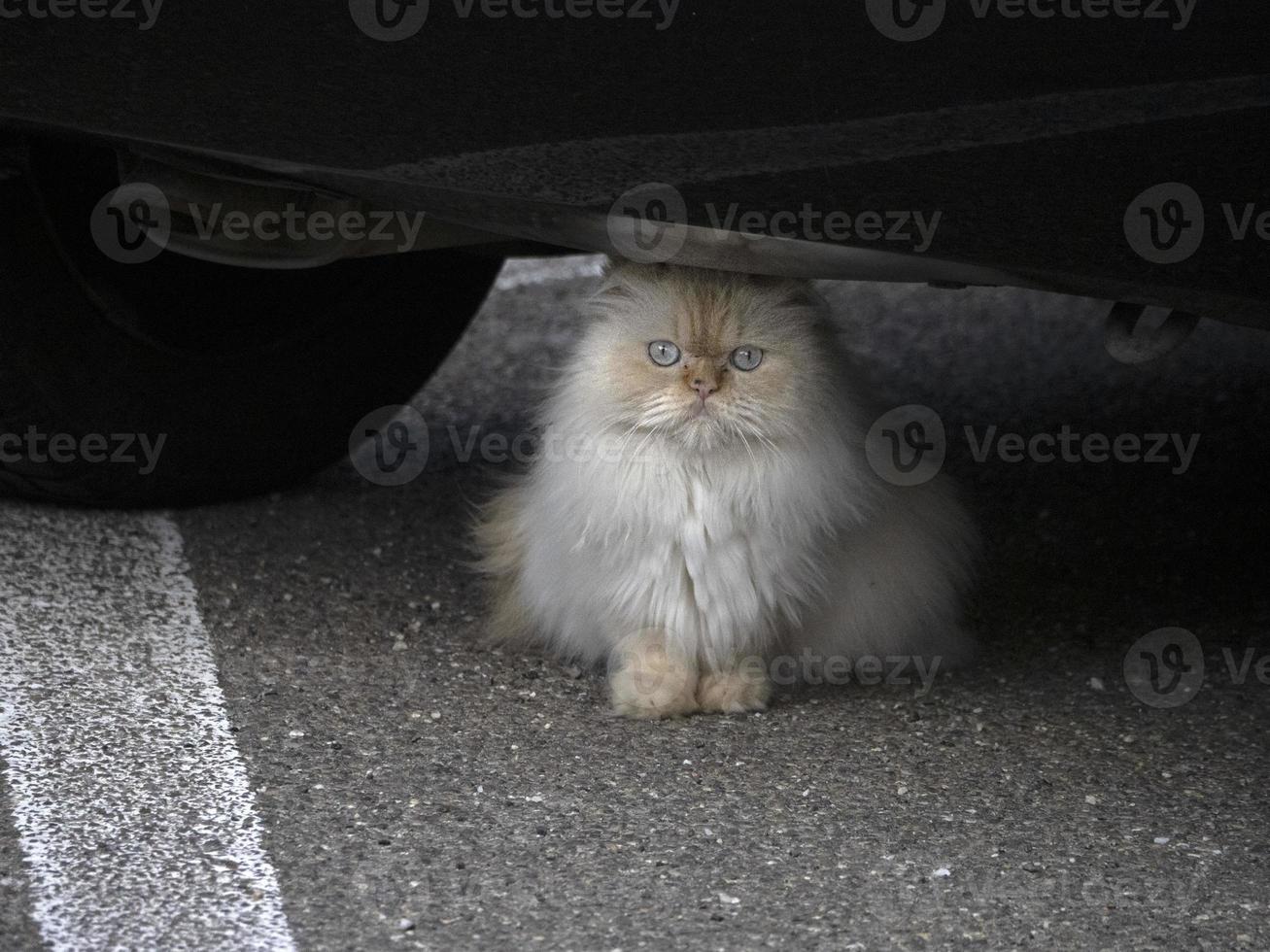 cat hiding under a car photo