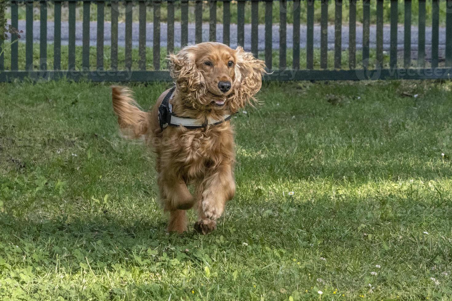 Cachorro feliz cocker spaniel en la hierba verde foto