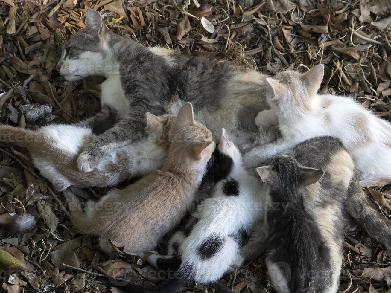 Mother Cat breastfeeding newborn kittens photo