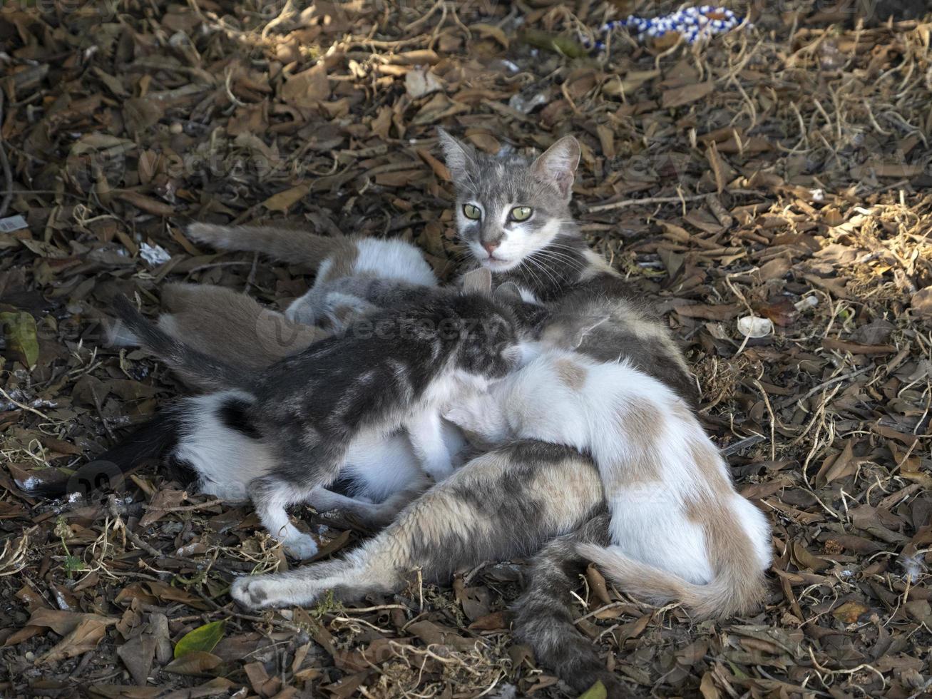 Mother Cat breastfeeding newborn kittens photo
