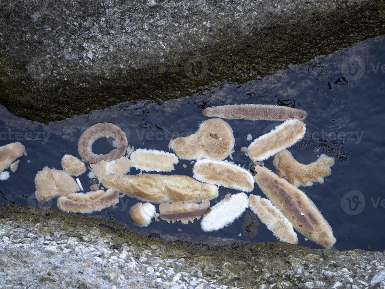 bread thrown in the sea photo