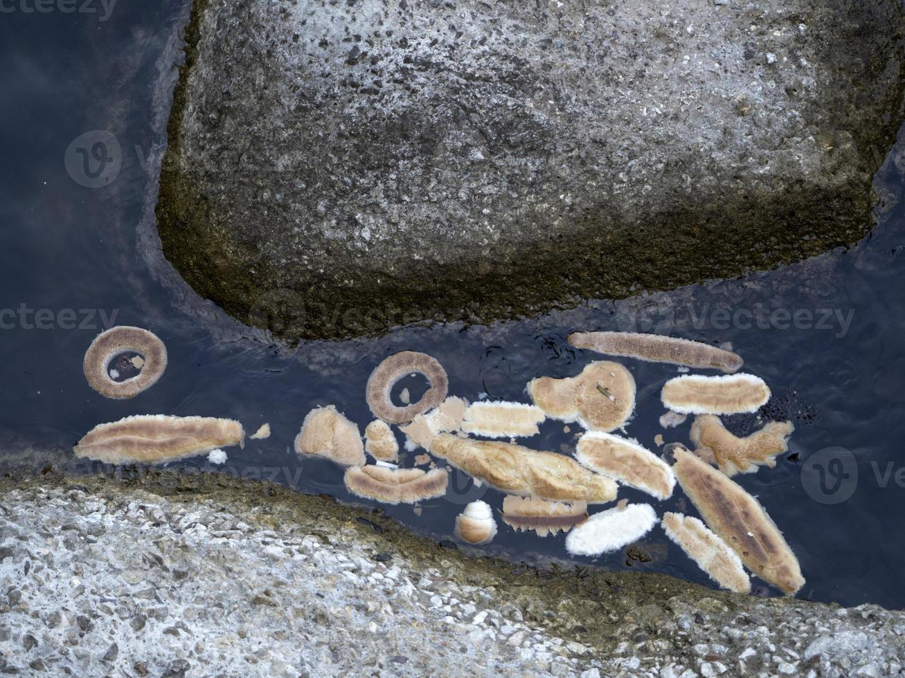 bread thrown in the sea photo