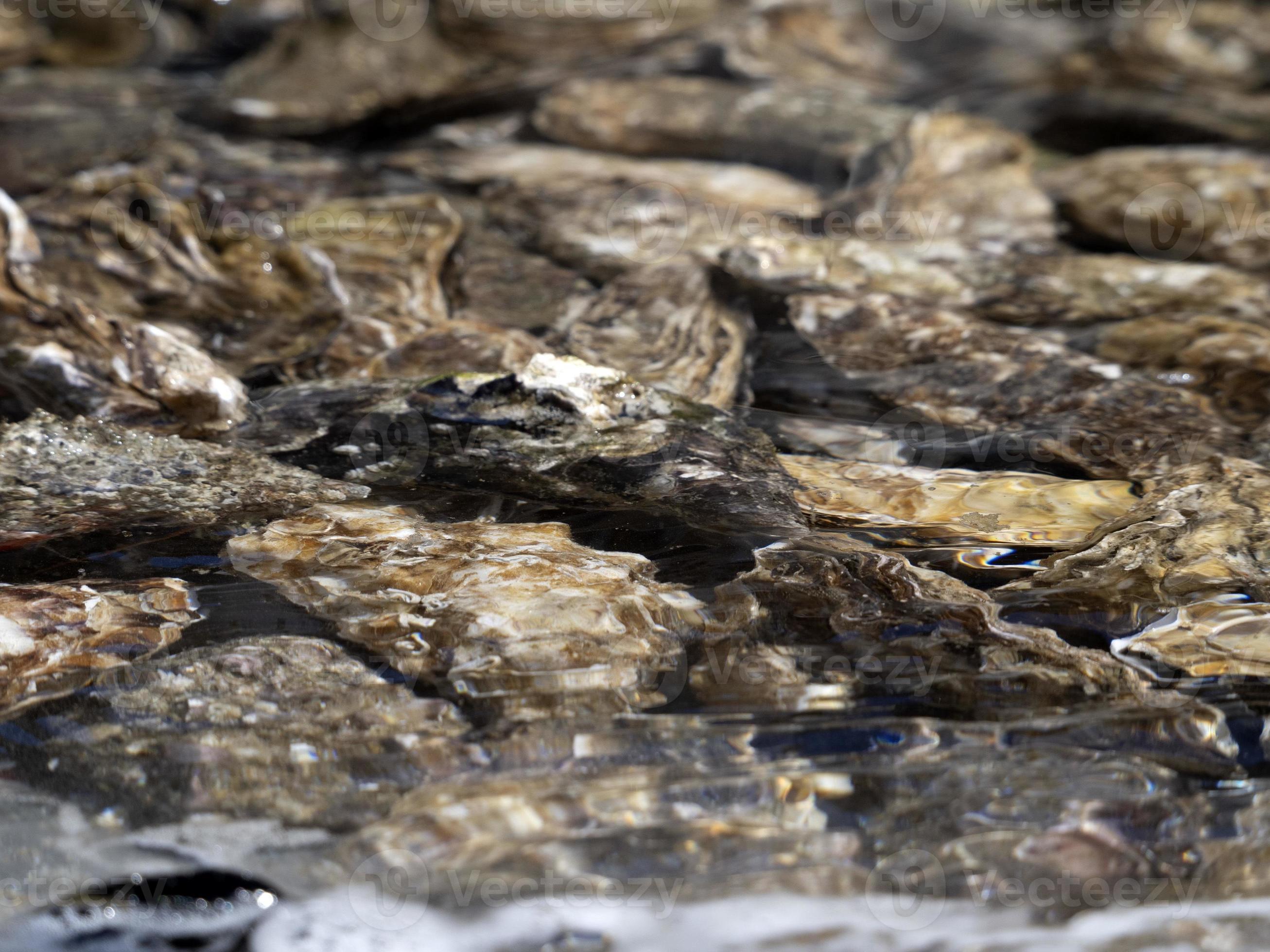 Oyster Tank In A Fish Restaurant By The Sea 20192797 Stock Photo At oyster-tank-in-a-fish-restaurant-by-the-sea-20192797-stock-photo-at
