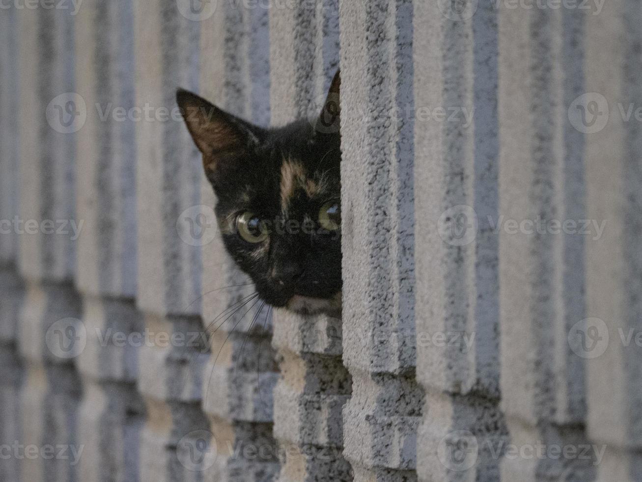 curious cat hiding and looking at you from fence photo