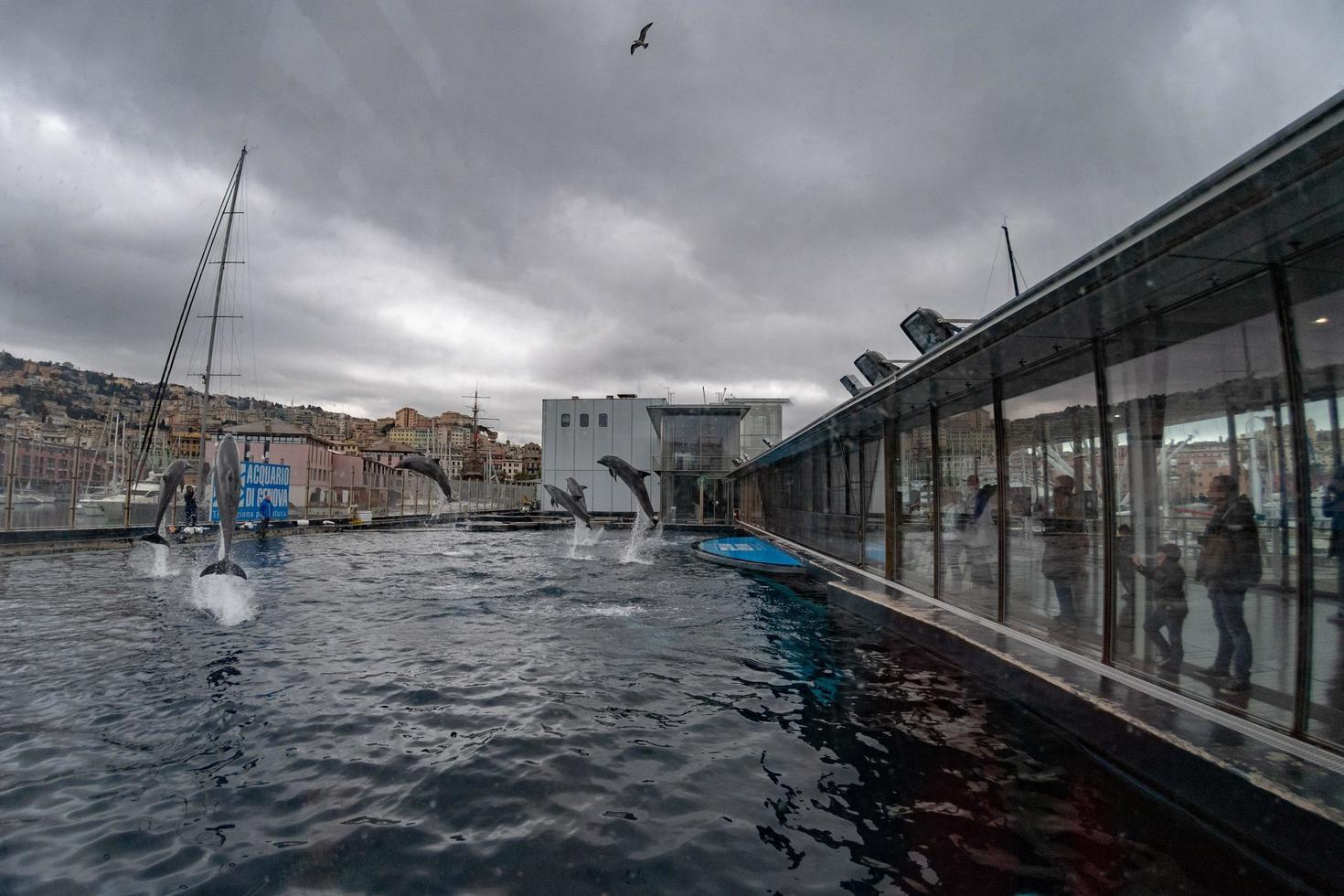 Génova, Italia - 4 de marzo de 2018 - delfines del acuario de Génova foto