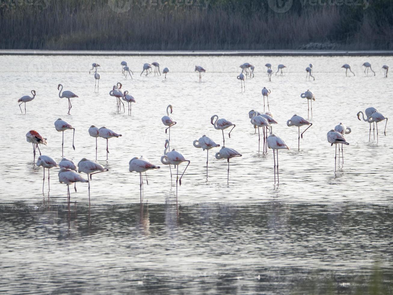 flamingo in a swamp in Vendicari retreat sicily photo