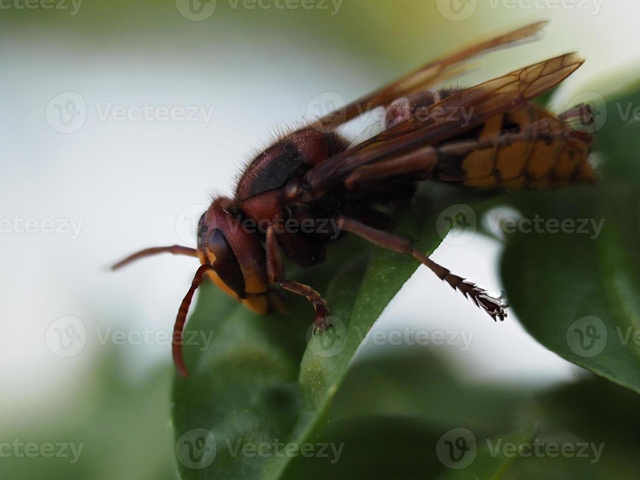 Red hornet wasp on green leaf photo