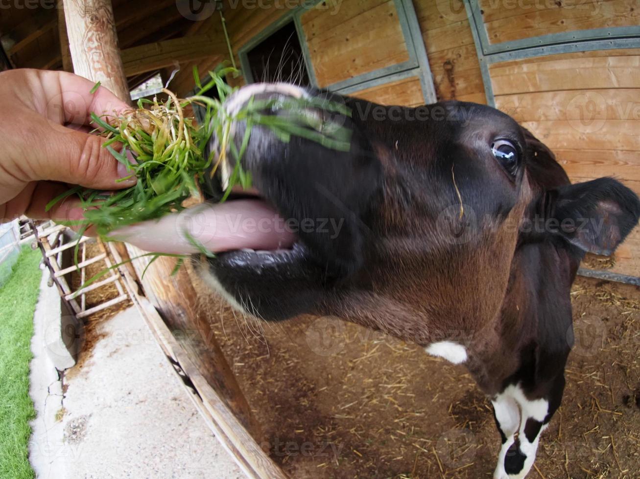 ternera vaca joven comiendo hierba de la mano humana foto