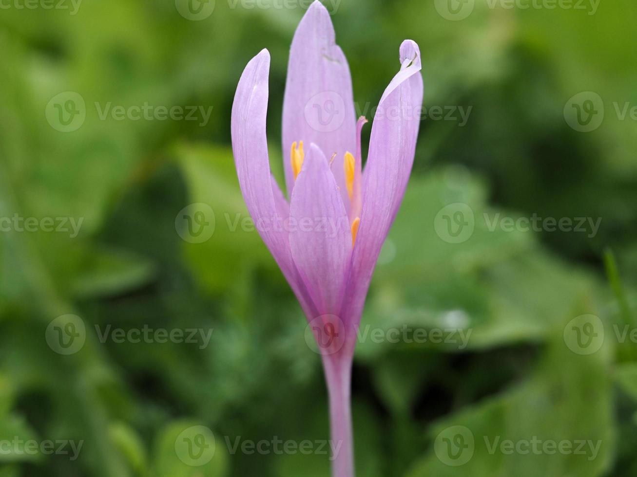 azafrán vernus flor de cerca foto