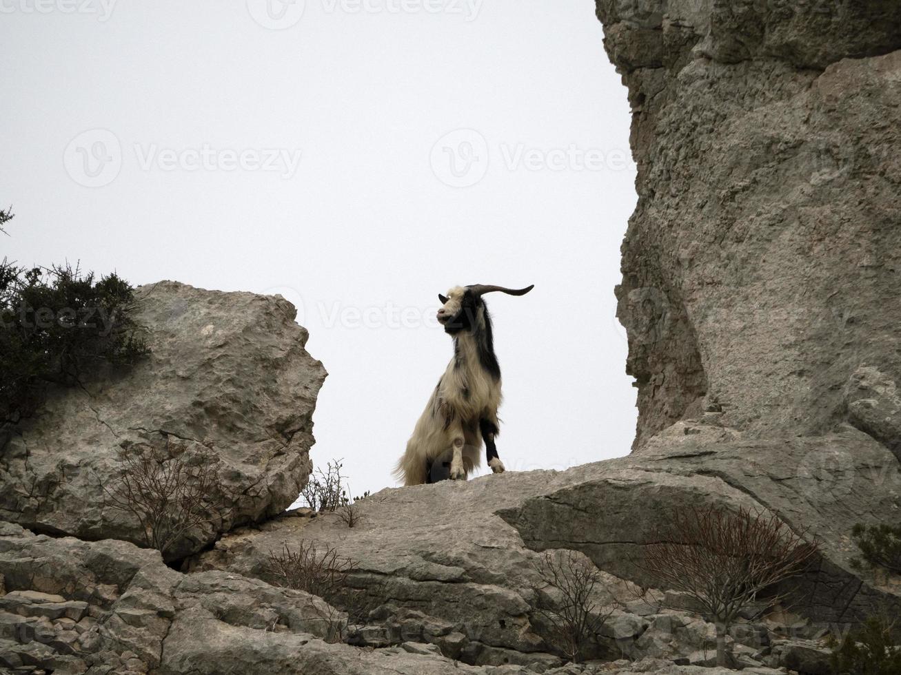 mountain goat on rocks in sardinia photo