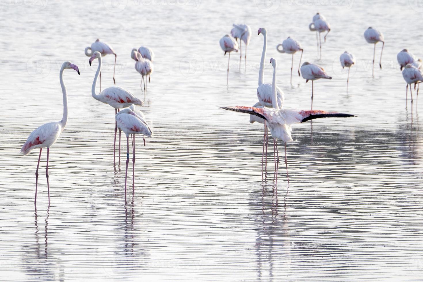 flamingo in a swamp in Vendicari retreat sicily photo