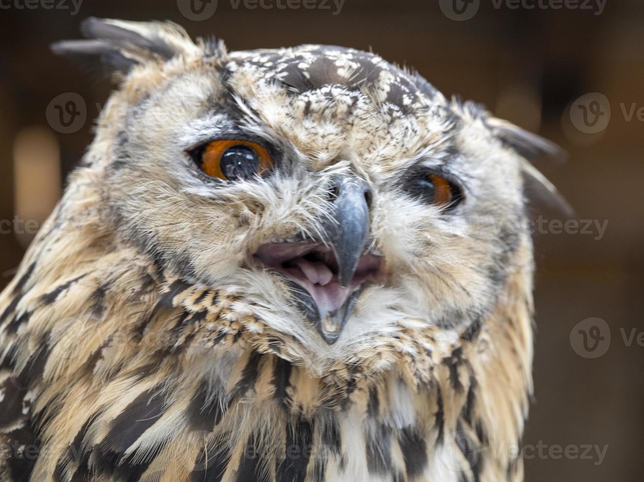open beak indian eagle owl close up portrait photo