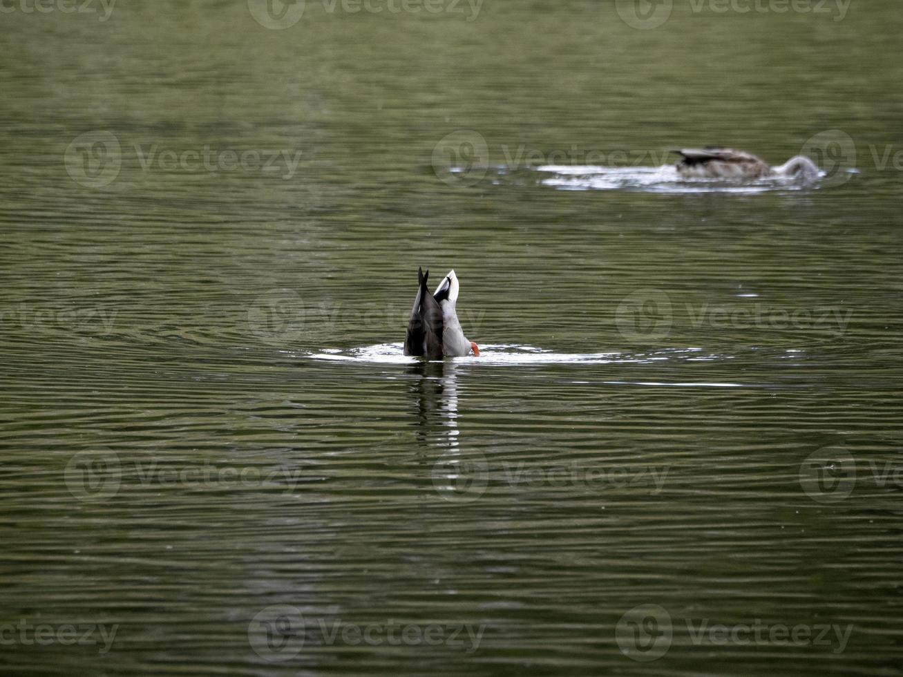 pato salvaje en el lago foto