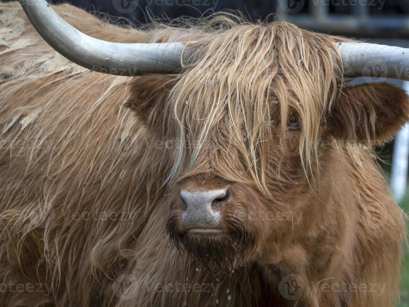 Highlander scotland hairy cow yak detail photo