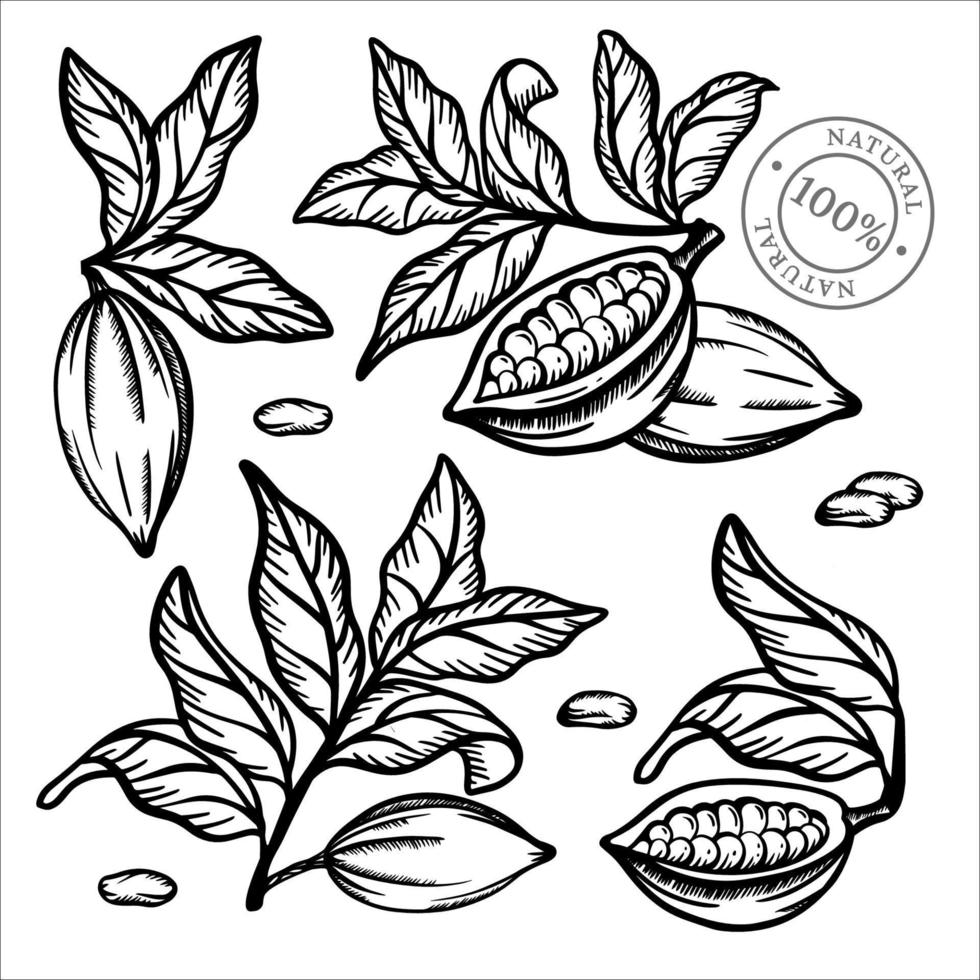 cacao colección monocromo acortar Arte vector ilustración conjunto