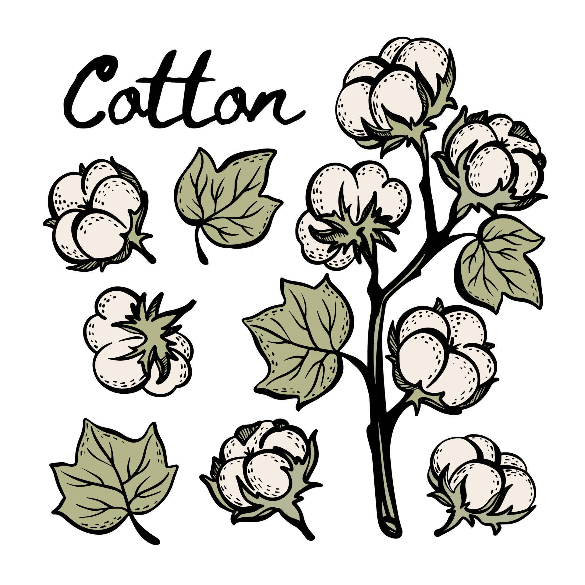 COTTON COLORFUL Botany Sketch Clip Art Vector Illustration Set 20196132