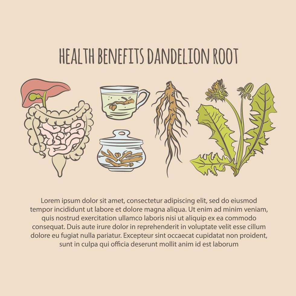 DANDELION HEALTH BENEFITS COLOR Pharmacy Vector Illustration