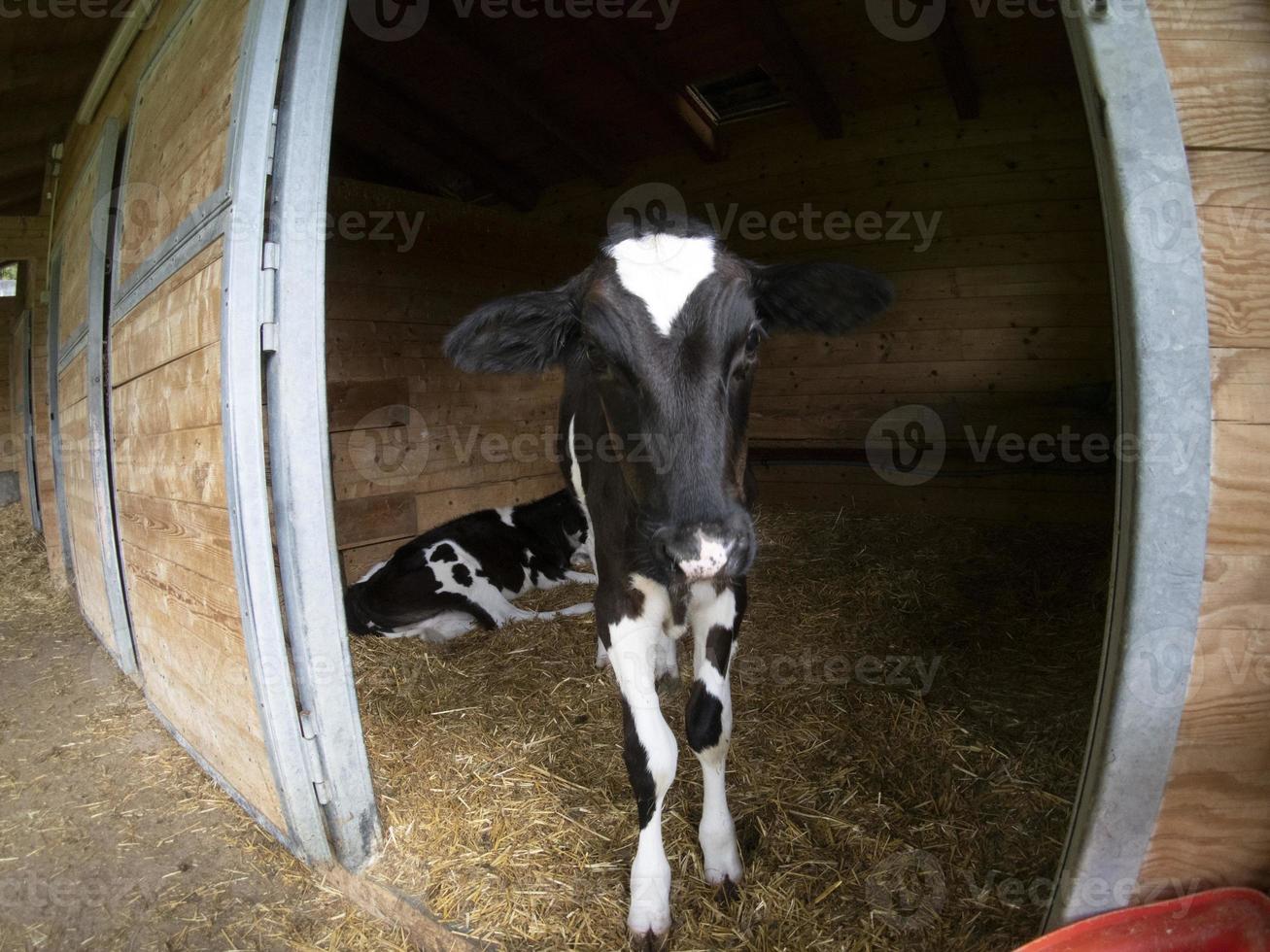 young cow veal calf looking at you photo