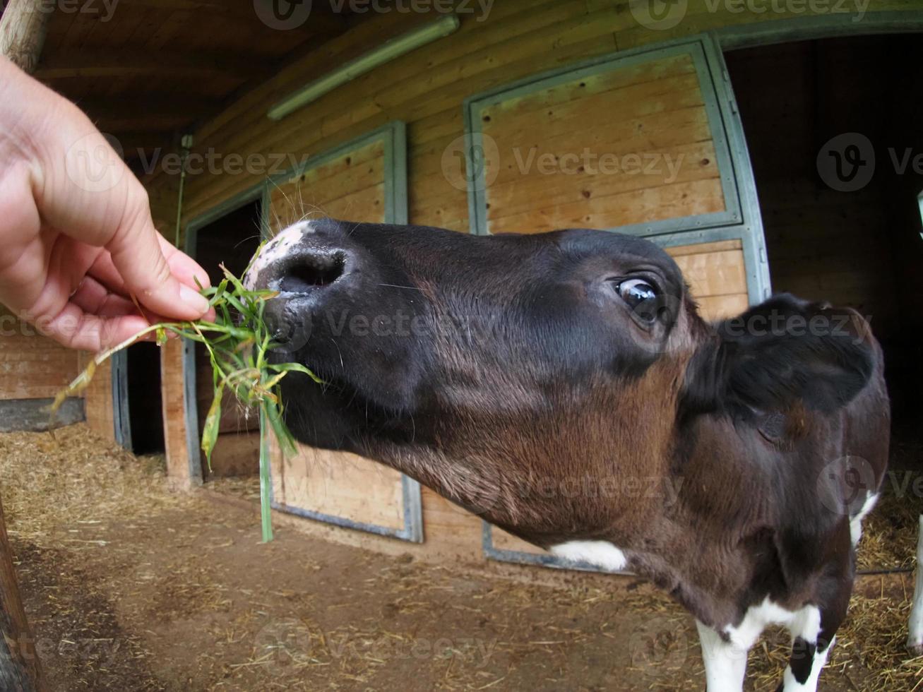 young cow veal calf eating grass from human hand photo