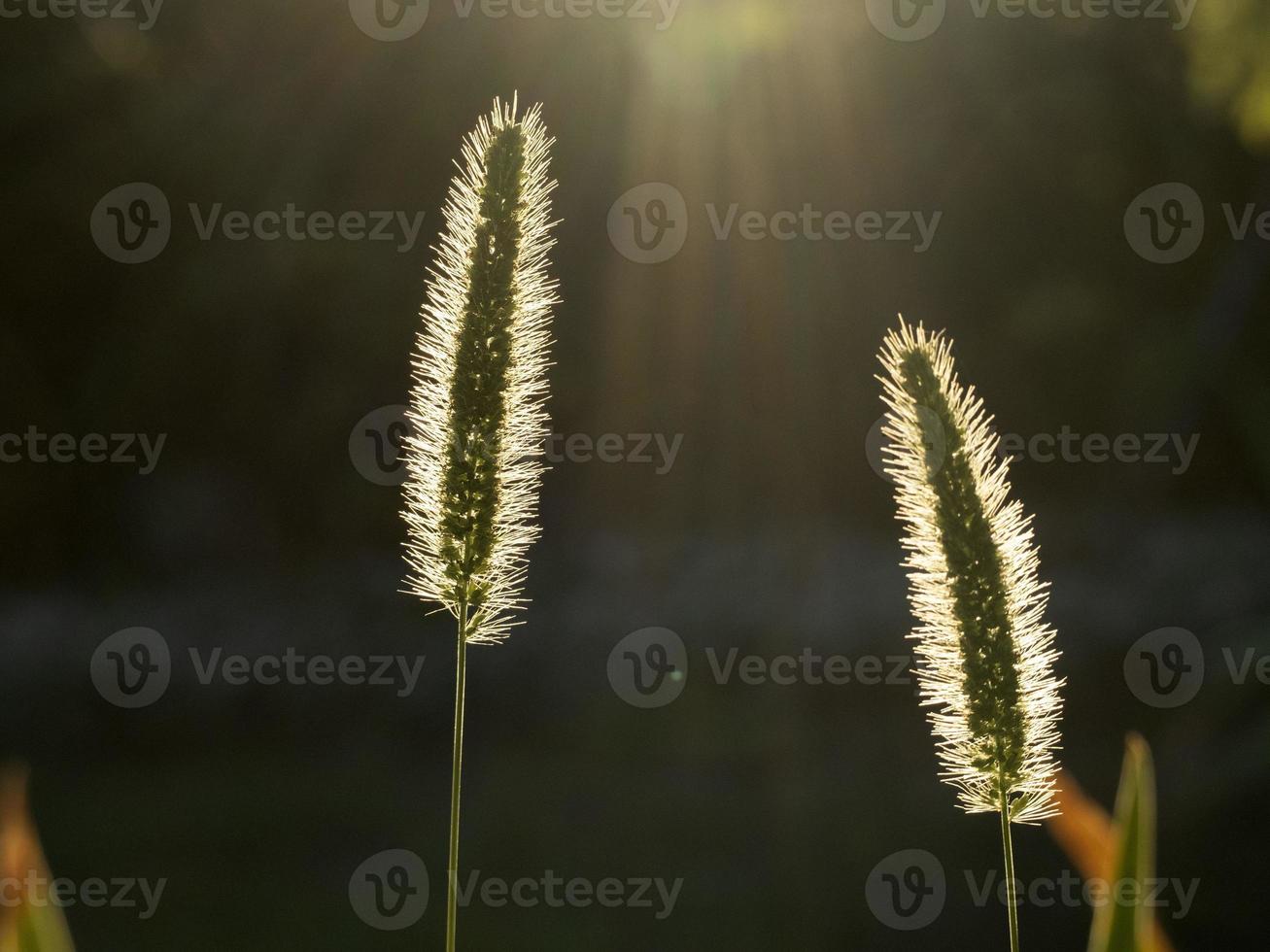 grass spike in the black background in the sun light photo