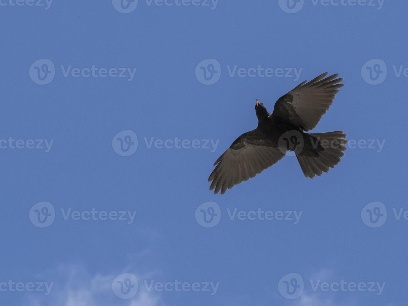 croar pájaro negro en las montañas dolomitas foto