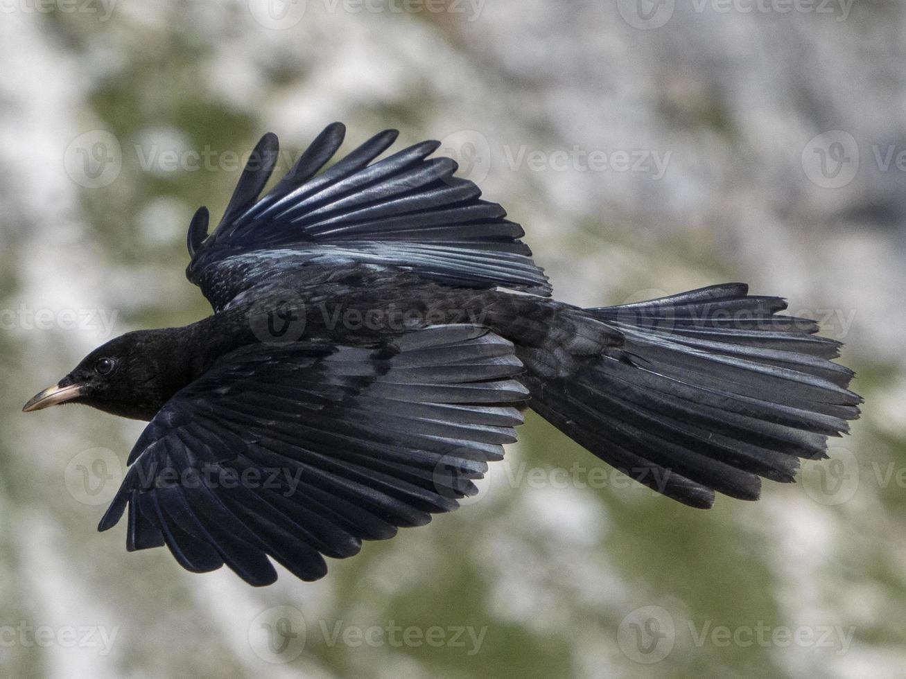 croak black bird in dolomites mountains photo