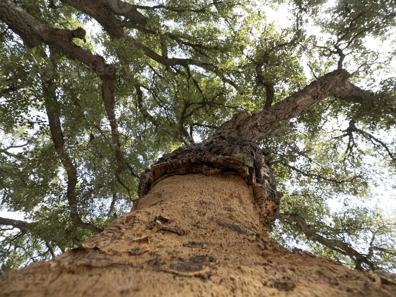 Cork tree bark detail close up Sardinia photo