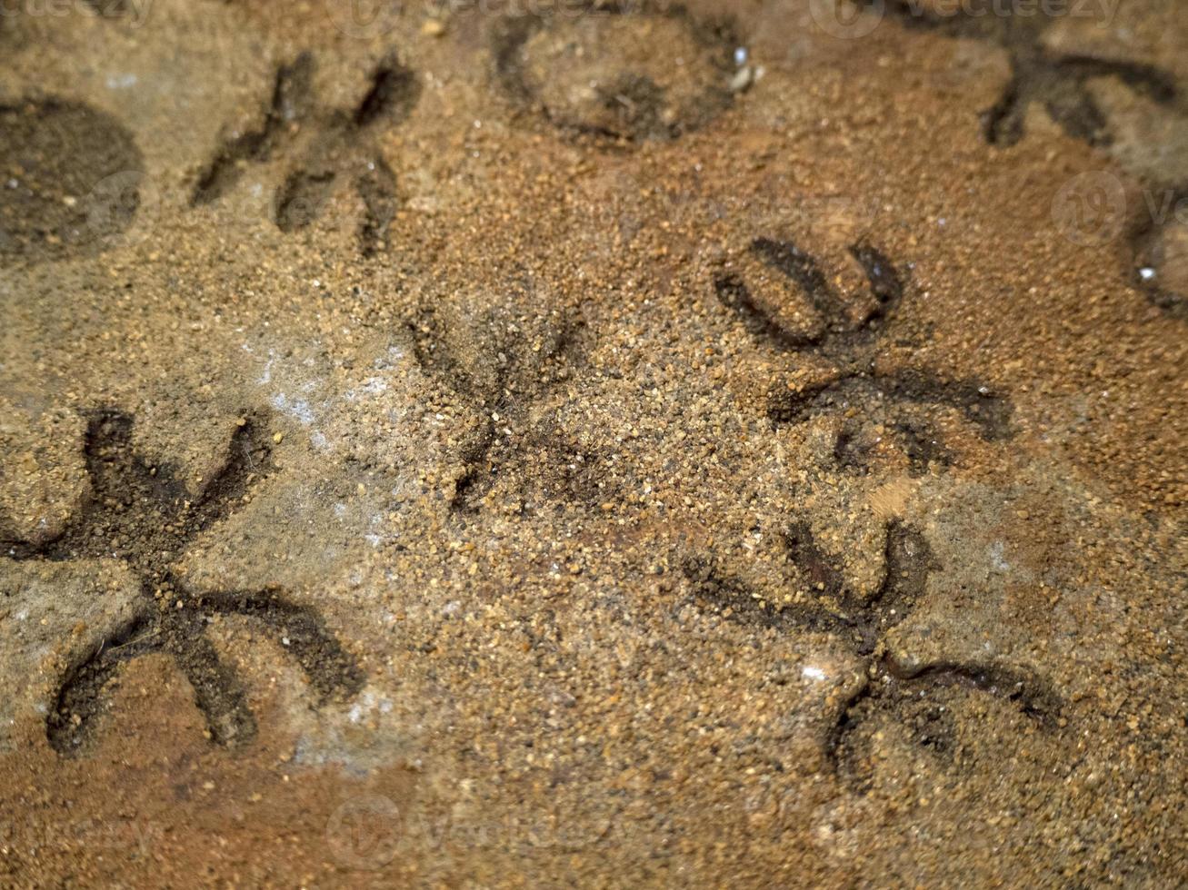 nuragic stone age old petroglyphs runic writings inside Sea Oxen Grottoes Sardinia photo