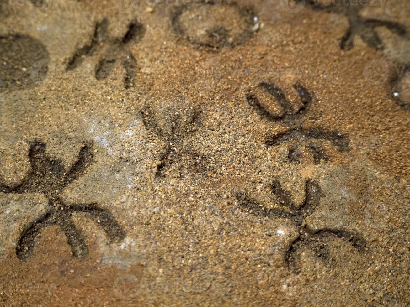 nurágico Roca años antiguo petroglifos rúnico escritos dentro mar bueyes grutas Cerdeña foto