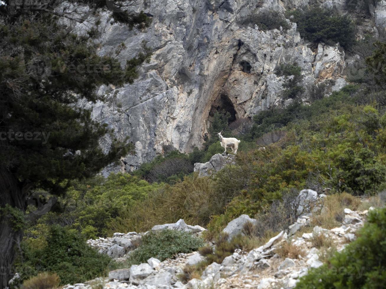 cabra montés sobre rocas en cerdeña foto