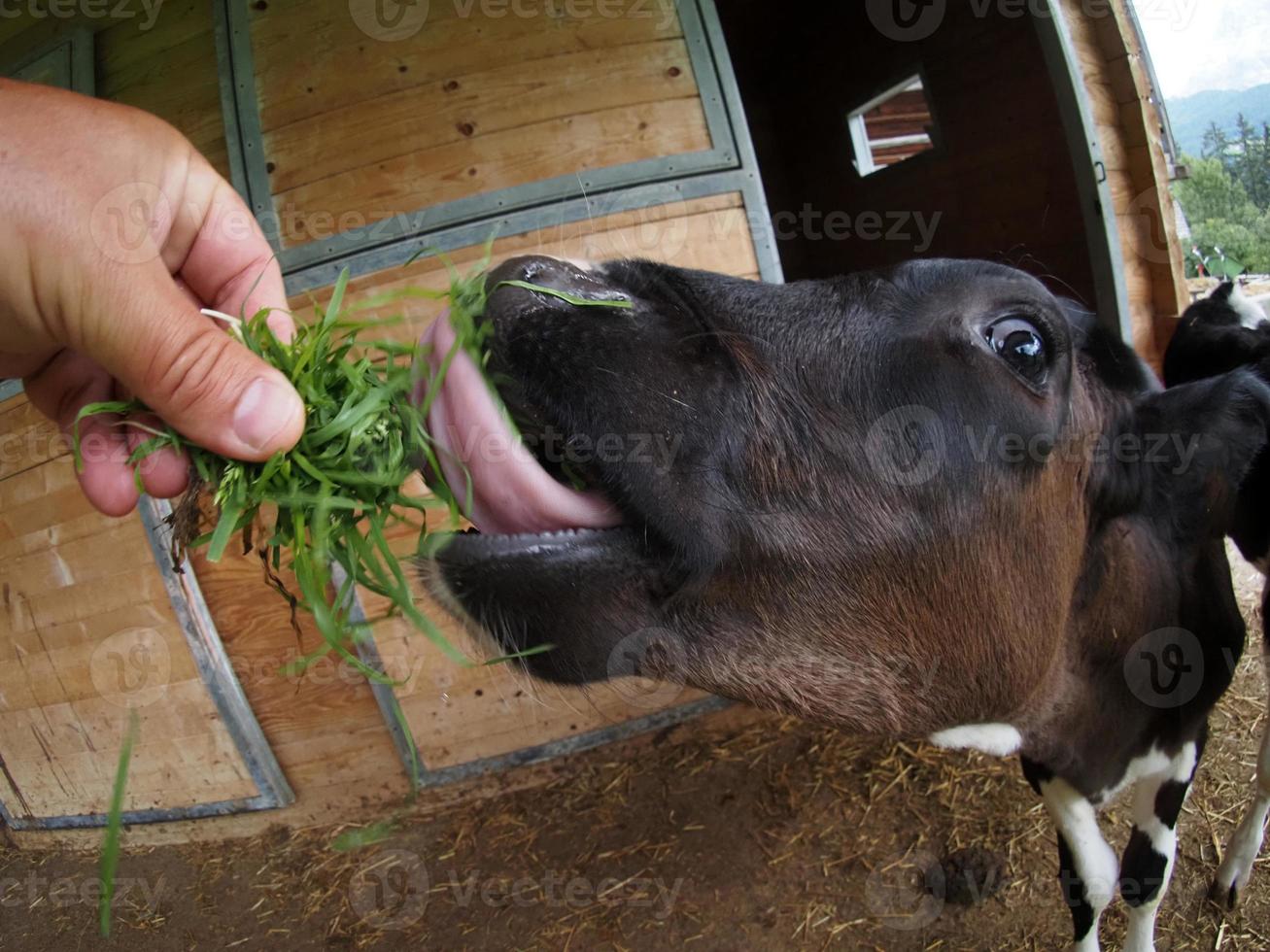 ternera vaca joven comiendo hierba de la mano humana foto