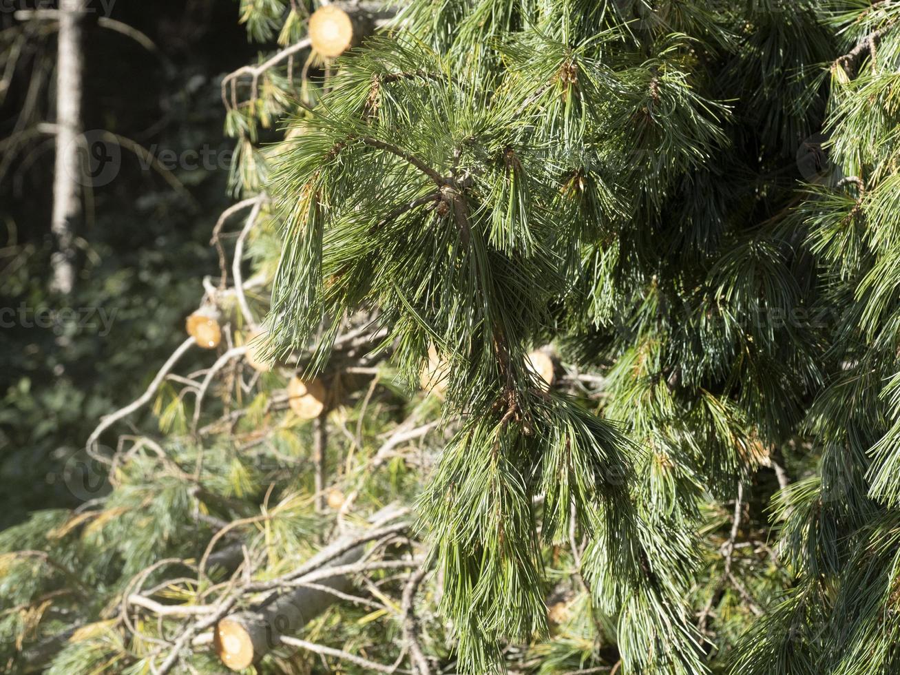 destilería de fábrica de aceite esencial de pino de montaña foto