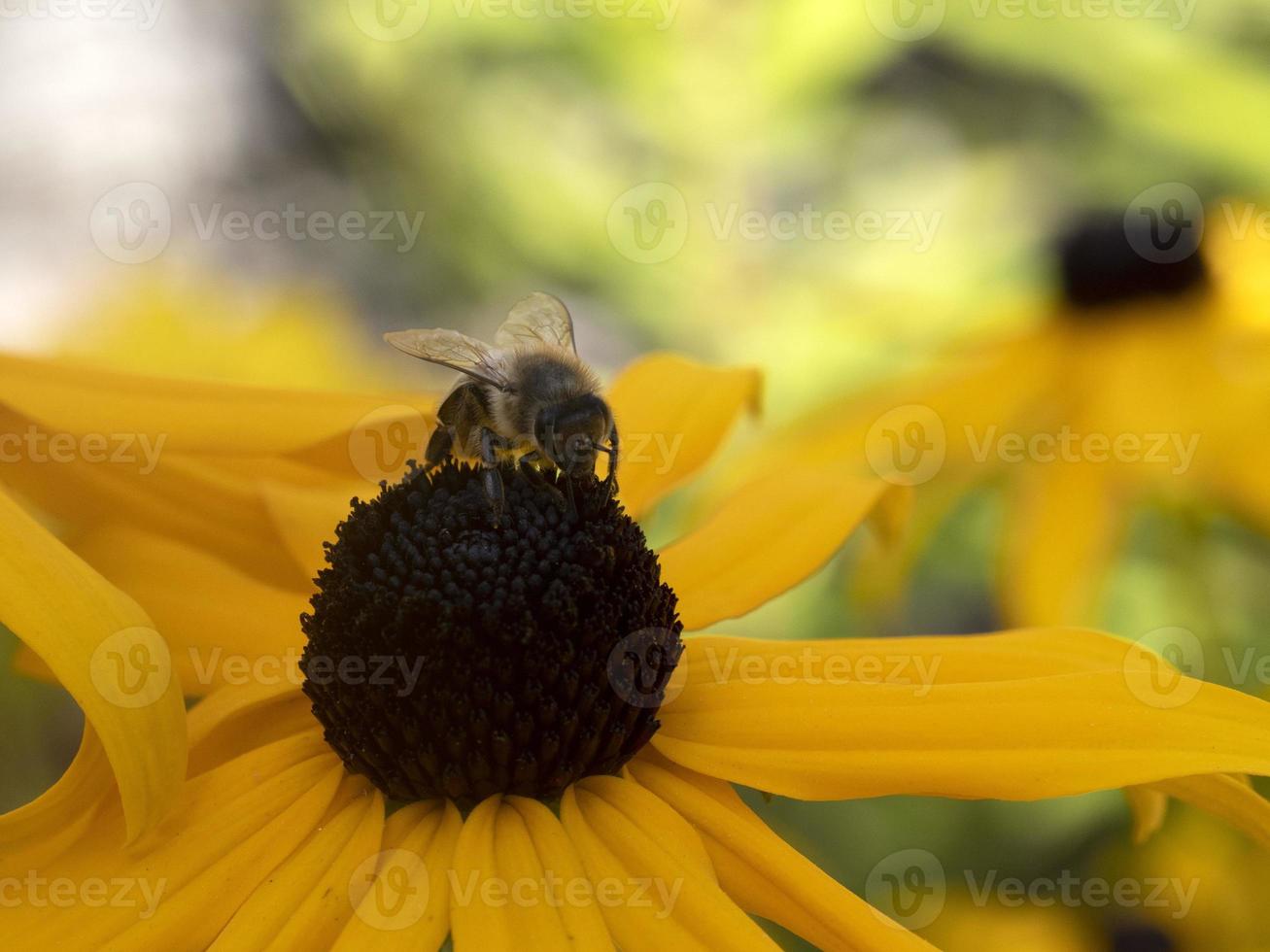 bee fly on Echinacea plant flower close up photo