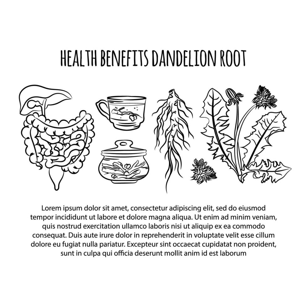 DANDELION HEALTH BENEFITS Medical Vector Illustration Scheme