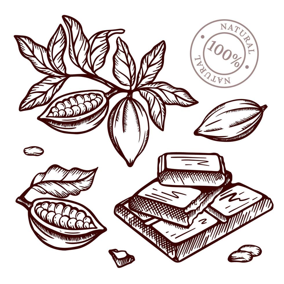 COCOA BRANCH Design In Sketch Style Vector Illustration Set